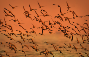 Las aves migratorias de Fuendetodos Un espectáculo natural